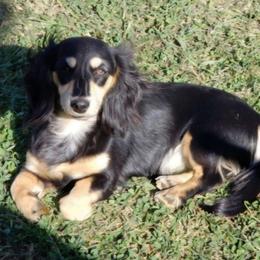 Ava - Dachshund