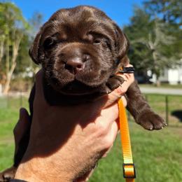 Female 1 - Chocolate female Labrador Retriever puppy in Andrews, South Carolina from Leyland Cypress Retrievers
