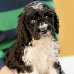 Sticky - Parti male Poodle puppy in Grimsley, Tennessee from Above Standard Poodles