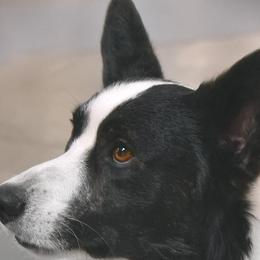 Cardigan Welsh Corgis from Wingsong