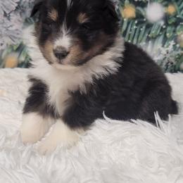 Milly - Black white and tan female Shetland Sheepdog puppy in Conway, Missouri from Brooks's little darlings