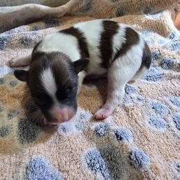 MOCHA JOE - Red white and sable male Papillon puppy in Hollister, Missouri from Swan Creek Kennel