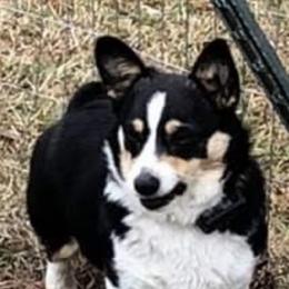 Bettie - Pembroke Welsh Corgi