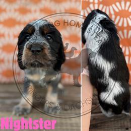 Nightster - Black white and tan female English Springer Spaniel puppy in Fond Du Lac, Wisconsin from Clucking Homestead Springers & Dachshunds
