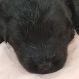 Boy 2 - Black male German Shepherd puppy in Anza, California from Top Shepherd - Snow Angels Bichon Frisé, Maltise, toy Poodles.
