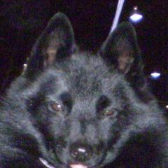 Schipperkes from Lochryan Schipperke