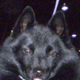 Schipperkes from Lochryan Schipperke