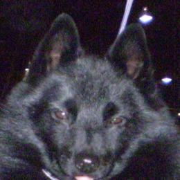 Schipperkes from Lochryan Schipperke