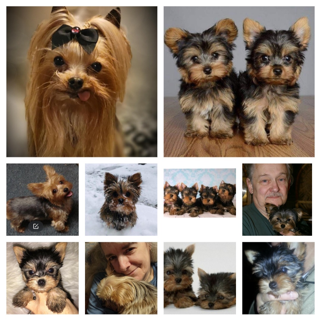 Yorkshire Terrier All Grown Up from Tammy's Yorkies