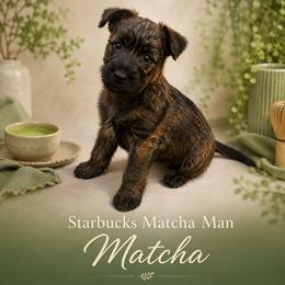 Black Brindle Male - Brindle male Cairn Terrier puppy in Centerville, Texas from Cedar Forrest Terriers LLC (Cairns & Australian Terriers)