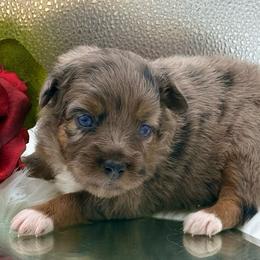 Flower - Blue merle female Toy Australian Shepherd puppy in Blacksburg, South Carolina from Rustic Rose Toy Australian Shepherds