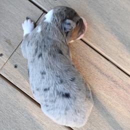 HANK - Blue merle male Miniature American Shepherd puppy in Pasco, Washington from ROCK CREEK LABRADORS Pasco, WA