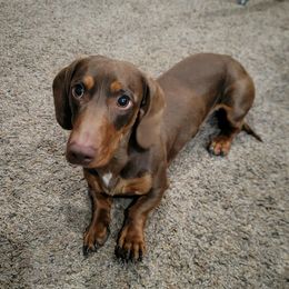 Chip - Dachshund