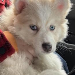 Pomskies from Wildflower Pomsky