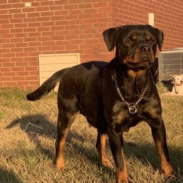 Vinie - Rottweiler