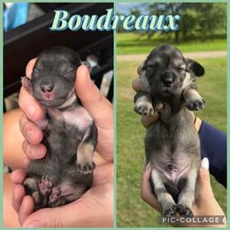 BOUDREAUX - Black and cream male Dachshund puppy in Sumner, Texas from CBL Doxies