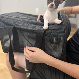 Chihuahua Puppies from Soul Healing Chihuahuas