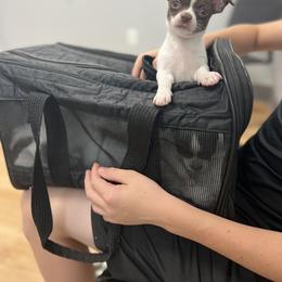 Chihuahua Puppies from Soul Healing Chihuahuas