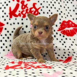 Chomper - Silver male Chihuahua puppy in Anderson, South Carolina from Lil Treasures Chihuahuas