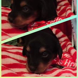 Lighter boy - Black and cream male Dachshund puppy in Rutherfordton, North Carolina from Knock Out Doxie’s