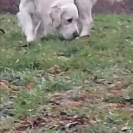 Golden Retriever puppies from Gratz Kennels