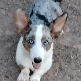 Koko - Cardigan Welsh Corgi
