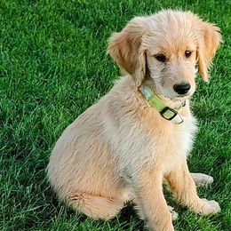 Green - Goldendoodle puppy from Dakota Sky's Goldens