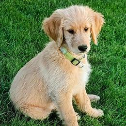 Green - Goldendoodle puppy from Dakota Sky's Goldens