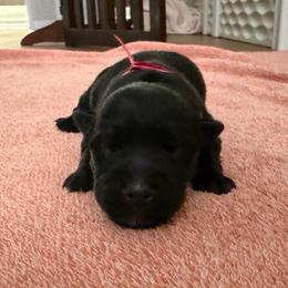 Black 2 - Black male Scottish Terrier puppy in Albuquerque, New Mexico from Johnson's Highland Terriers