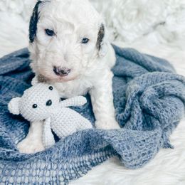 Bernedoodle, Cockapoo, and Goldendoodle Puppies from Danie’s Darling Doodles LLC