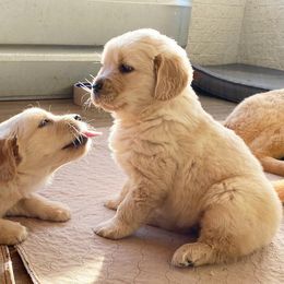 Golden Retrievers from Ivywest Goldens
