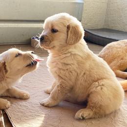 Golden Retrievers from Ivywest Goldens