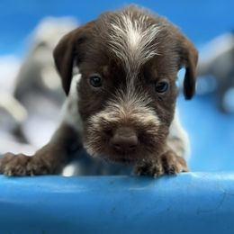 Duke - Brown and gray male Wirehaired Pointing Griffon puppy in Shelbyville, Texas from AndersonK9Kennels Bayou Beards