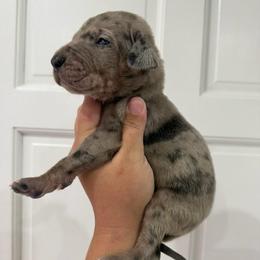 Jay Gatsby - Merle male Great Dane puppy in Florida from Beachside Kennels