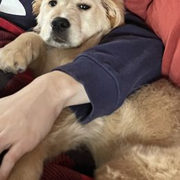 Golden Retrievers from Gahns Great Goldens