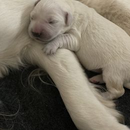 Golden Retriever Puppies from MC Goldens