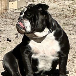 Freya - Bulldog