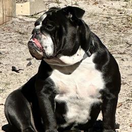 Freya - Bulldog