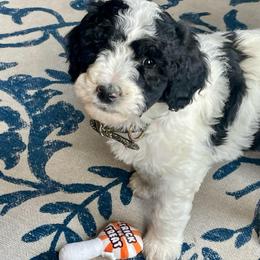 Quickie - Parti female Labradoodle puppy in Craig, Nebraska from Top Knot Companions Poodles and Labradoodles