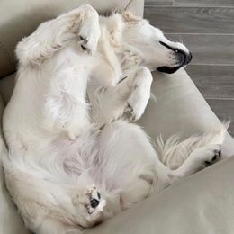 Golden Retriever All Grown Up from Vicki Wall's Golden Retrievers