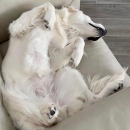 Golden Retriever All Grown Up from Vicki Wall's Golden Retrievers