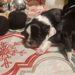 Boy One - Black and white male Shih Tzu puppy in New Bern, North Carolina from Kuddly Creatures