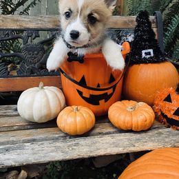 American Corgi and Pembroke Welsh Corgi Puppies from Cascadian Space Coast Corgis LLC