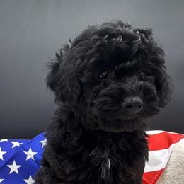 Snickers - Black male Poodle puppy in Salem, Missouri from Meadowbrook Poodles