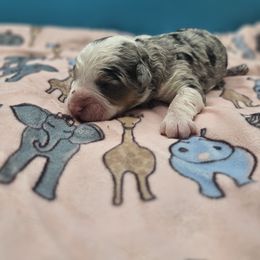 Butterfinger - Merle female Bernedoodle puppy in Lancaster, Pennsylvania from NLB Mini Bernedoodles