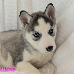 Willow - Gray and white female Siberian Husky puppy in Hebron, Kentucky from Glacier Run Huskies