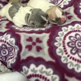 French Bulldog Puppies from Pardon My French Exquisite French Bulldogs