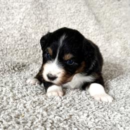 Boy 3 - Black tri-color male Australian Shepherd puppy in Rochester, Massachusetts from Clover Creek Aussies