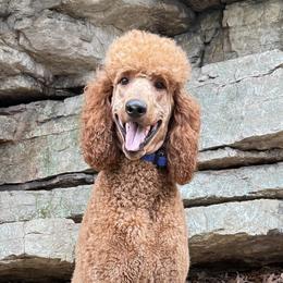 Poodles from Lori Bauer