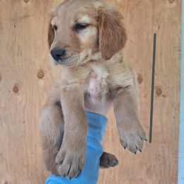 Coors - Golden male Golden Retriever puppy in Tenino, Washington from Oak River Goldens'